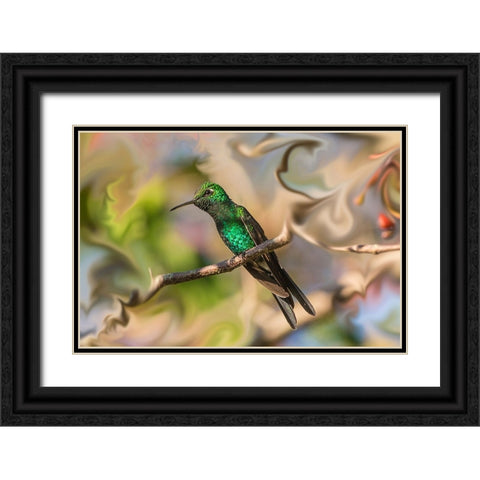 Cuba. An artistic rendering of a bee hummingbird. Black Ornate Wood Framed Art Print with Double Matting by Muir, Janet
