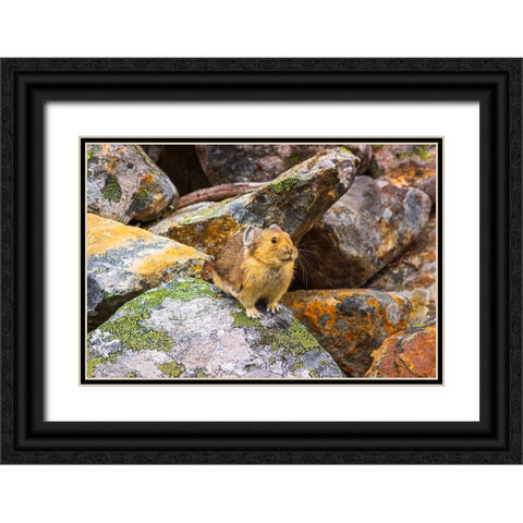 American Pika-Ochotona princeps-Jasper National Park-Alberta-Canada Black Ornate Wood Framed Art Print with Double Matting by Bishop, Russ