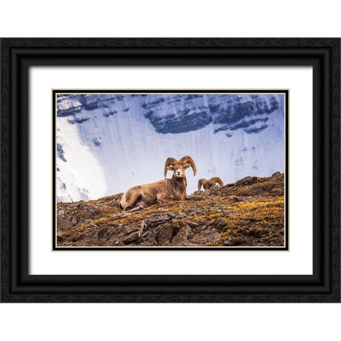 Bighorn rams on Wilcox Ridge under Mount Athabasca-Jasper National Park-Alberta-Canada Black Ornate Wood Framed Art Print with Double Matting by Bishop, Russ