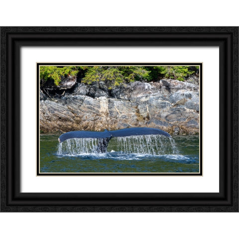 Canada-British Columbia-Great Bear Rainforest Humpback whale tail Black Ornate Wood Framed Art Print with Double Matting by Hopkins, Cindy Miller