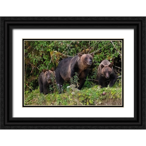 Canada-British Columbia-Great Bear Rainforest Khutze Inlet Brown bear mother and cubs Black Ornate Wood Framed Art Print with Double Matting by Hopkins, Cindy Miller