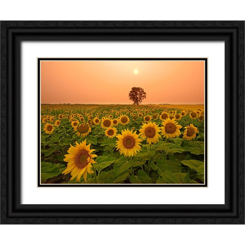 Canada- Manitoba- Dugald. Field of sunflowers and cottonwood tree at sunset. Black Ornate Wood Framed Art Print with Double Matting by Jaynes Gallery