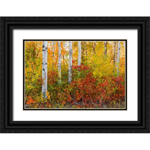 Canada- Manitoba. Autumn colors Hecla-Grindstone Provincial Park. Black Ornate Wood Framed Art Print with Double Matting by Jaynes Gallery