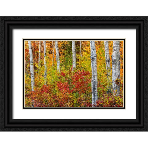 Canada- Manitoba. Autumn colors Hecla-Grindstone Provincial Park. Black Ornate Wood Framed Art Print with Double Matting by Jaynes Gallery
