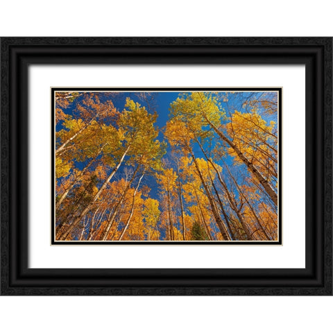 Canada- Manitoba- Duck Mountain Provincial Park. Yellow aspen trees leaves in autumn. Black Ornate Wood Framed Art Print with Double Matting by Jaynes Gallery