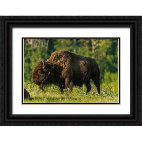 Canada- Manitoba- Riding Mountain National Park. Plains bison adult standing in grass. Black Ornate Wood Framed Art Print with Double Matting by Jaynes Gallery