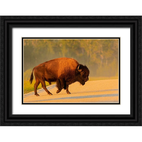 Canada- Manitoba- Riding Mountain National Park. Plains bison adult crossing road. Black Ornate Wood Framed Art Print with Double Matting by Jaynes Gallery