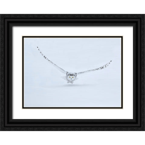 Canada- Ontario- Barrie. Female snowy owl in flight over snow. Black Ornate Wood Framed Art Print with Double Matting by Jaynes Gallery