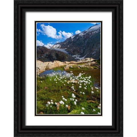 Scheuchzers cotton grass-Gurgler Ferner-Otztal Alps-Europe- Austria- Tyrol Black Ornate Wood Framed Art Print with Double Matting by Zwick, Martin