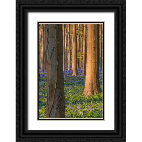 Europe-Belgium-Hallerbos forest with blooming bluebells Black Ornate Wood Framed Art Print with Double Matting by Jaynes Gallery