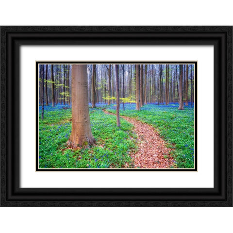 Europe-Belgium-Hallerbos forest with blooming bluebells Black Ornate Wood Framed Art Print with Double Matting by Jaynes Gallery
