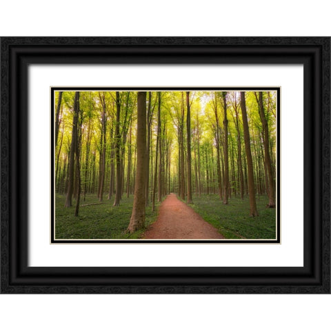 Europe-Belgium-Path in Hallerbos forest Black Ornate Wood Framed Art Print with Double Matting by Jaynes Gallery