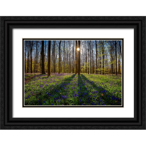 Europe-Belgium-Hallerbos forest with blooming bluebells Black Ornate Wood Framed Art Print with Double Matting by Jaynes Gallery
