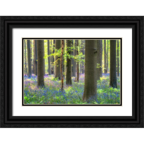 Europe-Belgium-Hallerbos forest with blooming bluebells Black Ornate Wood Framed Art Print with Double Matting by Jaynes Gallery
