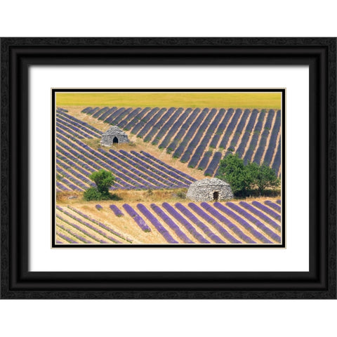 Europe-France-Provence-Lavender field and stone huts in Sault Plateau Black Ornate Wood Framed Art Print with Double Matting by Jaynes Gallery