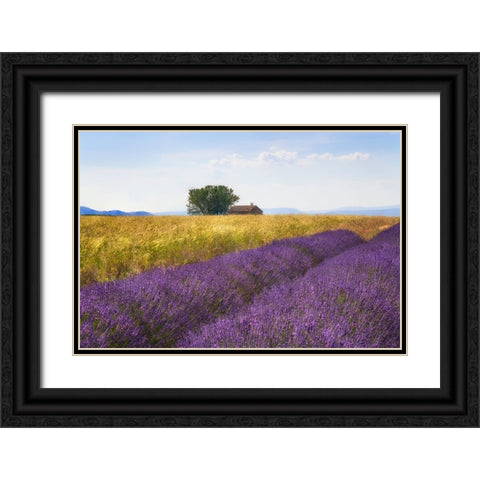 Europe-France-Provence-Valensole Plateau-Lavender and wheat crops with tree and house Black Ornate Wood Framed Art Print with Double Matting by Jaynes Gallery