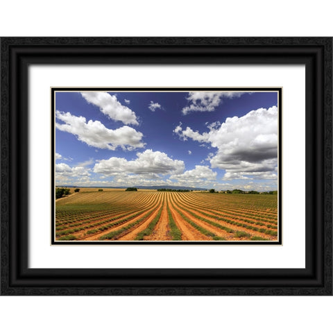 Europe-France-Provence-Valensole Plateau-Harvested lavender fields Black Ornate Wood Framed Art Print with Double Matting by Jaynes Gallery