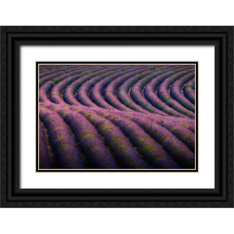 Europe-France-Provence-Valensole Plateau-Rows of ripe lavender Black Ornate Wood Framed Art Print with Double Matting by Jaynes Gallery