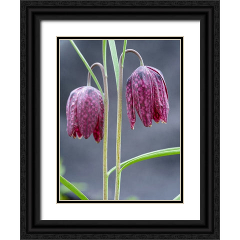 Snakes head or chess flower. Germany Black Ornate Wood Framed Art Print with Double Matting by Zwick, Martin