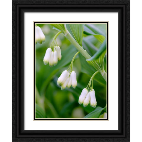 Eurasian Solomons Seal. Germany Black Ornate Wood Framed Art Print with Double Matting by Zwick, Martin