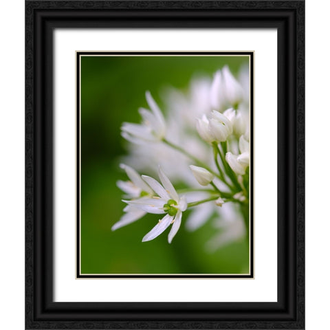 Wild garlic. Germany Black Ornate Wood Framed Art Print with Double Matting by Zwick, Martin