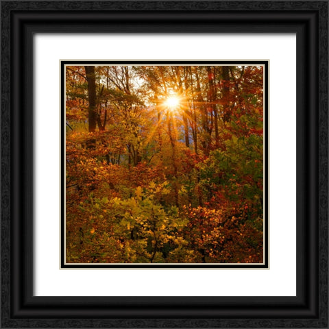 Autumn in the forest of the Koszeg mountains-Geschriebenstein- Hungary Black Ornate Wood Framed Art Print with Double Matting by Zwick, Martin