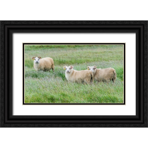 Sheep on the meadow-Iceland Black Ornate Wood Framed Art Print with Double Matting by Su, Keren