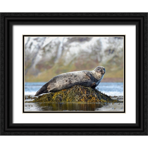 Harbor Seal near Djupavik in Iceland.-Strandir. Europe- Iceland Black Ornate Wood Framed Art Print with Double Matting by Zwick, Martin