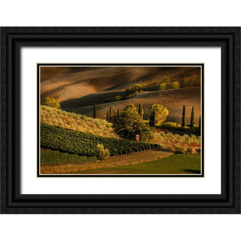 Afternoon light on vineyard and olive trees-Tuscany region of Italy Black Ornate Wood Framed Art Print with Double Matting by Jones, Adam