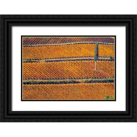 Europe-Italy-Tuscany-Vineyard in fall color and cypress tree Black Ornate Wood Framed Art Print with Double Matting by Jaynes Gallery