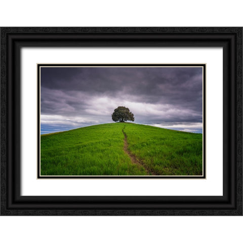 Europe-Italy-Tuscany-Val d Orcia-Trail to lone tree in farmland Black Ornate Wood Framed Art Print with Double Matting by Jaynes Gallery