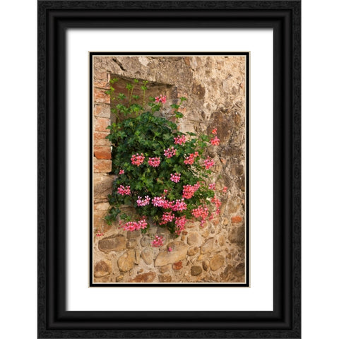Italy-Tuscany Pink ivy geraniums blooming in a window in Tuscany Black Ornate Wood Framed Art Print with Double Matting by Eggers, Julie
