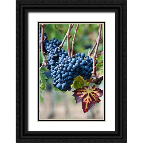 Italy-Tuscany Grapes on the vine in a vineyard in Tuscany Black Ornate Wood Framed Art Print with Double Matting by Eggers, Julie