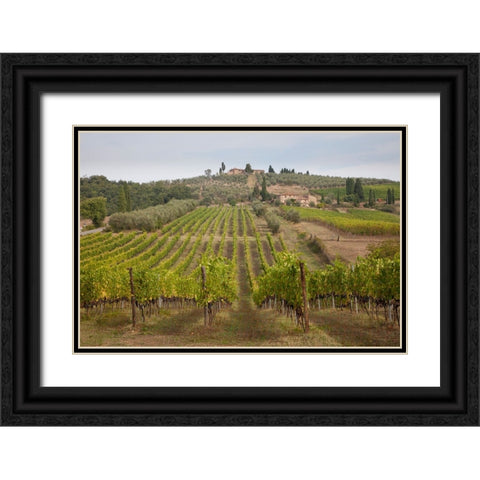 Italy-Tuscany Rows of grape vines in a vineyard in Tuscany Black Ornate Wood Framed Art Print with Double Matting by Eggers, Julie