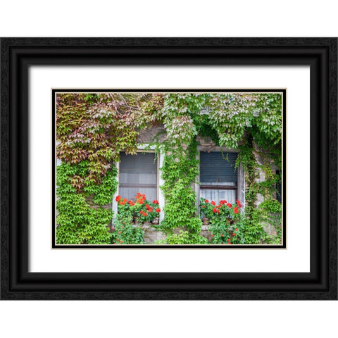 Italy-Venice A pair of windows with red ivy geraniums and ivy climbing the walls Black Ornate Wood Framed Art Print with Double Matting by Eggers, Julie