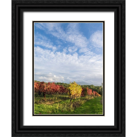Italy-Tuscany Colorful vineyards in autumn with blue skies and clouds Black Ornate Wood Framed Art Print with Double Matting by Eggers, Julie