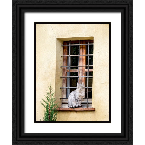 Italy-Tuscany-Pienza Cat sitting on a window ledge along the streets Black Ornate Wood Framed Art Print with Double Matting by Eggers, Julie