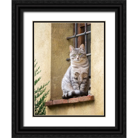 Italy-Tuscany-Pienza Cat sitting on a window ledge along the streets Black Ornate Wood Framed Art Print with Double Matting by Eggers, Julie