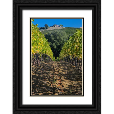 Italy- Umbria. Home surrounded by vineyards. Black Ornate Wood Framed Art Print with Double Matting by Eggers, Julie