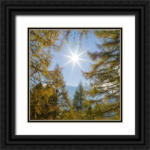 Mountain forest with European Larch-Larix decidua-in the dolomites of South Tyrol-Alto Adige in the Black Ornate Wood Framed Art Print with Double Matting by Zwick, Martin