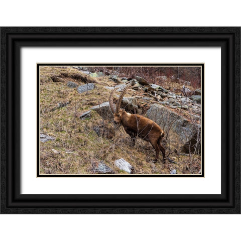 Alpine ibex-capra ibex-Valsavarenche-Gran Paradiso National Park-Aosta Valley-Italy Black Ornate Wood Framed Art Print with Double Matting by Pitamitz, Sergio