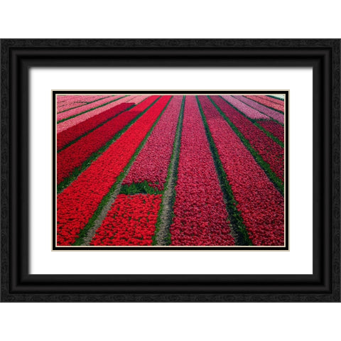 Europe-The Netherlands-Tulip field in the Beemster area Black Ornate Wood Framed Art Print with Double Matting by Jaynes Gallery