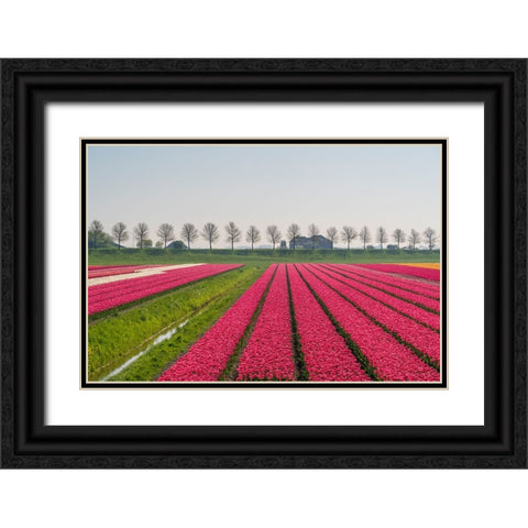 Europe-The Netherlands-Tulip field in the Beemster area Black Ornate Wood Framed Art Print with Double Matting by Jaynes Gallery