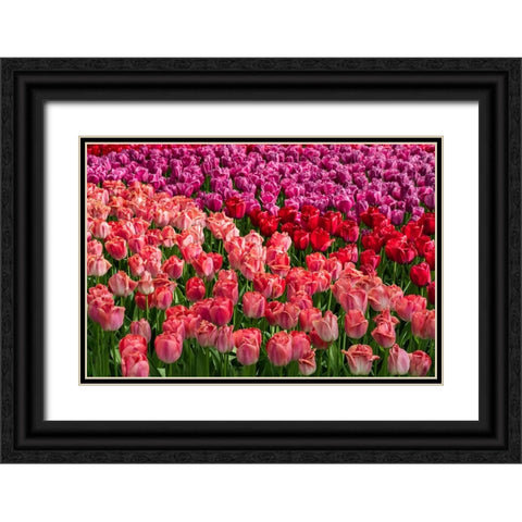 Europe-The Netherlands-Lisse-Close-up of blooming pink tulips in Keukenhof Gardens Black Ornate Wood Framed Art Print with Double Matting by Jaynes Gallery