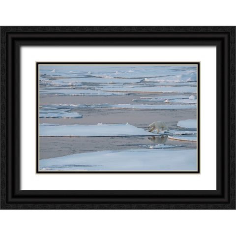Norway-High Arctic Lone polar bear on sea ice at dusk Black Ornate Wood Framed Art Print with Double Matting by Hopkins, Cindy Miller