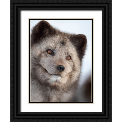 Arctic Fox- blue morph- in deep snow during winter. Europe- Norway- Bardu- Polar Park Black Ornate Wood Framed Art Print with Double Matting by Zwick, Martin