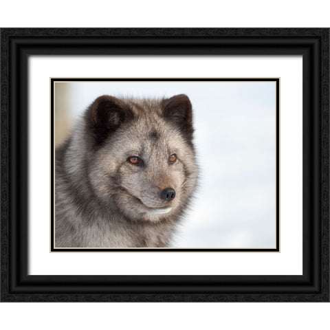 Arctic Fox- blue morph- in deep snow during winter. Europe- Norway- Bardu- Polar Park Black Ornate Wood Framed Art Print with Double Matting by Zwick, Martin