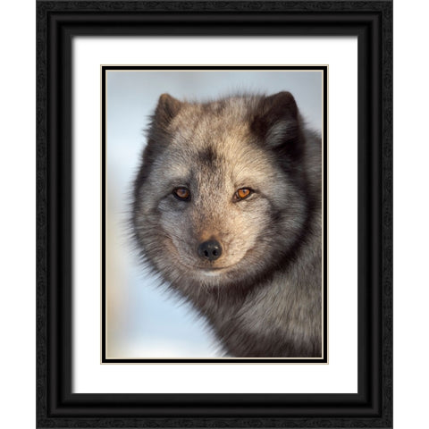 Arctic Fox- blue morph- in deep snow during winter. Europe- Norway- Bardu- Polar Park Black Ornate Wood Framed Art Print with Double Matting by Zwick, Martin