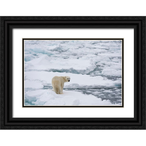 Polar bear-Ursus maritimus-Polar Ice Cap-north of Spitsbergen-Norway Black Ornate Wood Framed Art Print with Double Matting by Pitamitz, Sergio