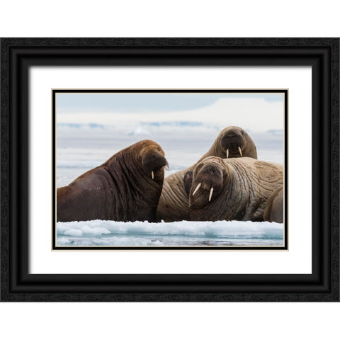 Atlantic walruses-Odobenus rosmarus-Vibebukta-Austfonna-Nordaustlandet-Svalbard Islands-Norway Black Ornate Wood Framed Art Print with Double Matting by Pitamitz, Sergio